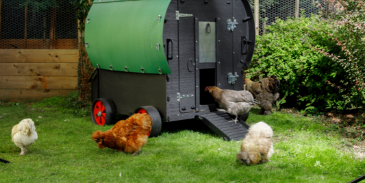 Why Won’t my Chickens Go Into Their New Coop?