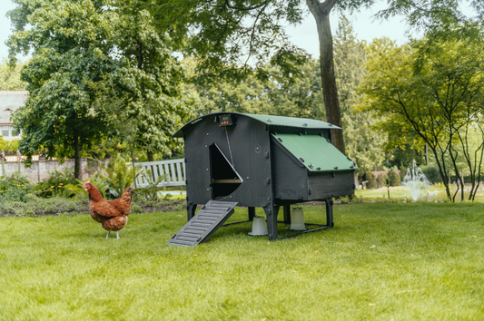 10 Ways Keeping Chickens Helps You Live More Sustainably