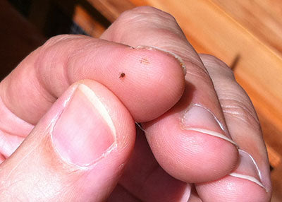 5 Tips to Avoid Red Mite in your chicken coop