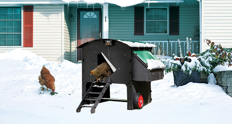 6 Reasons Why Winter Is the Perfect Time to Replace Your Old Chicken Coop