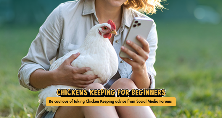 Chicken-Keeping Advice on Social Media: What to Trust and What to Avoid