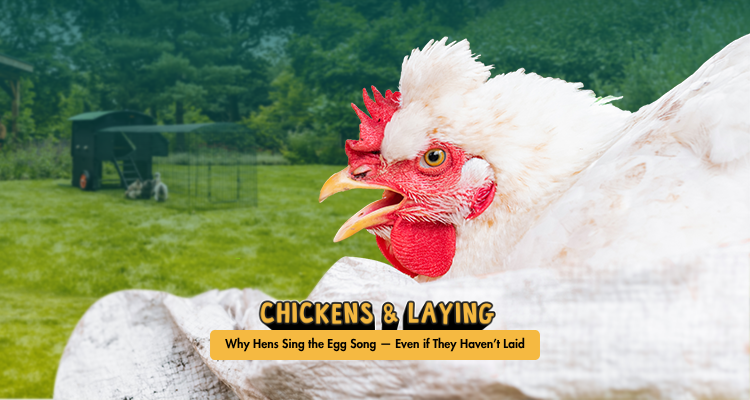 Why Hens Sing the Egg Song — Even if They Haven’t Laid