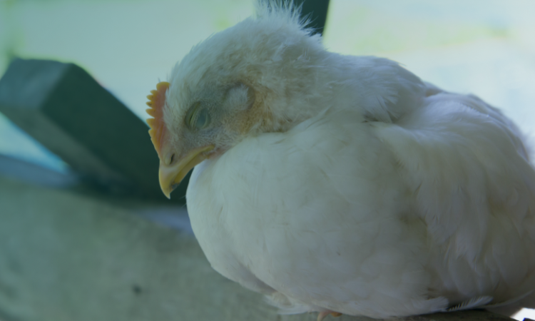 10 Essential Steps to Protect Your Flock from Bird Flu