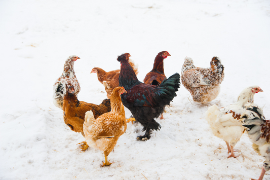 Give the gift of chicken keeping this Christmas