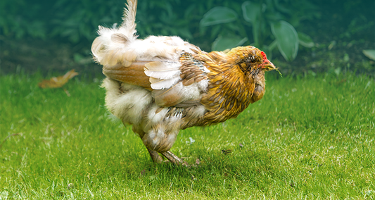 Feather Loss in Chickens
