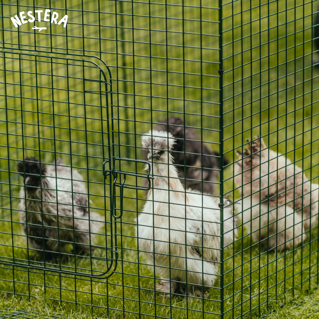 Flockdown: Everything Back Garden Chicken Keepers Need to Know About Bird Flu