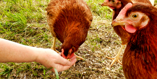 What to feed your hens